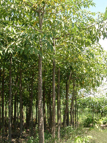 园林景观设计公司介绍一下园林植物的养护管理有哪些重要性？