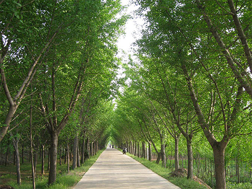 园林景观设计公司