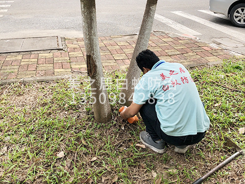 白蚁防治，选对季节事半功倍