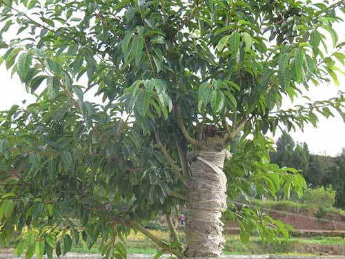 苗木绿化养护主要包括哪些关键环节？