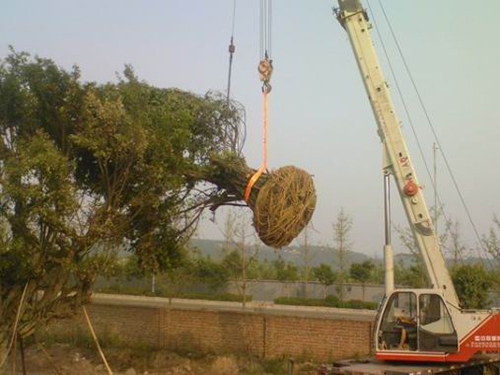 大家知道绿化施工养护重要作用是什么？