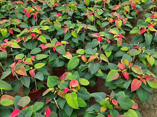 花卉绿化养护日常养护核心内容有哪些？