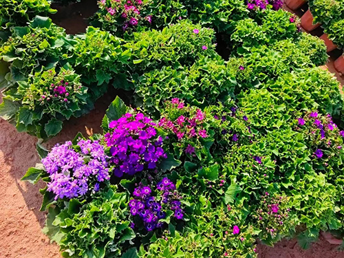 花卉綠化養(yǎng)護(hù)有哪些全套標(biāo)準(zhǔn)流程 + 日常關(guān)鍵點(diǎn)？