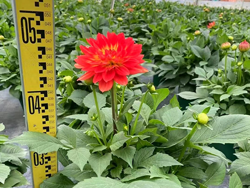 跟大家聊花卉绿化养护核心日常养护工作是什么？