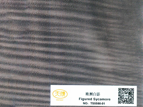 欧洲白影