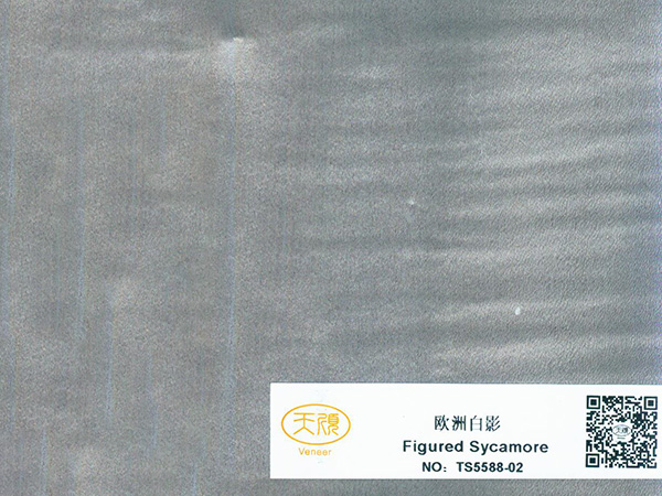 欧洲白影