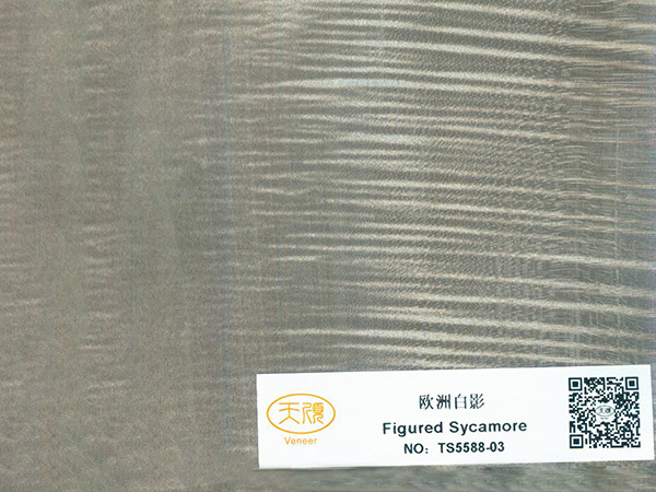 欧洲白影