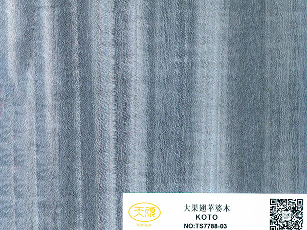 大果翅苹婆木