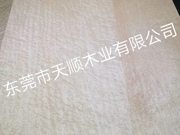 枫木雀眼