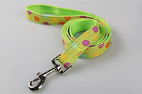 狗狗的日常训练