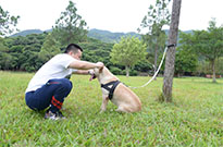 狗狗的被毛梳理