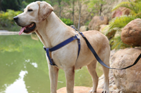 日常遛狗狗需备的七种用品