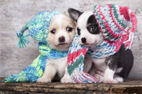 狗狗冬天怎么保暖呢？