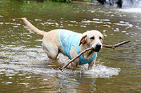 狗狗的四季护理知识