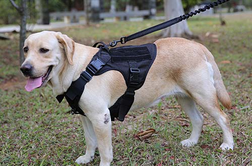 胸背带的使用方法和注意事项