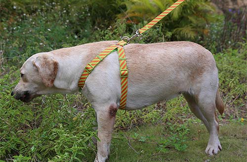 宠物牵引绳的种类及特点介绍