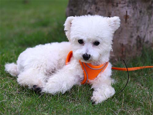 幼犬时期的狗狗用胸背还是项圈？