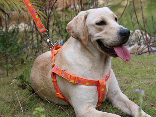 宠物牵引绳的正确使用方法