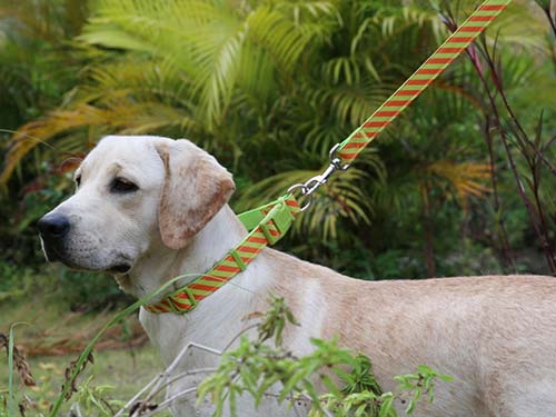 宠物牵引绳应该要多长比较好？