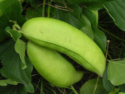 菜豆