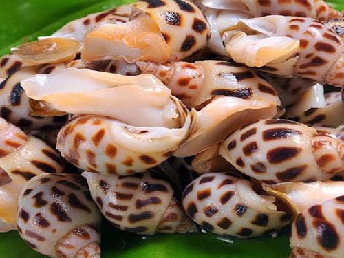 海螺肉