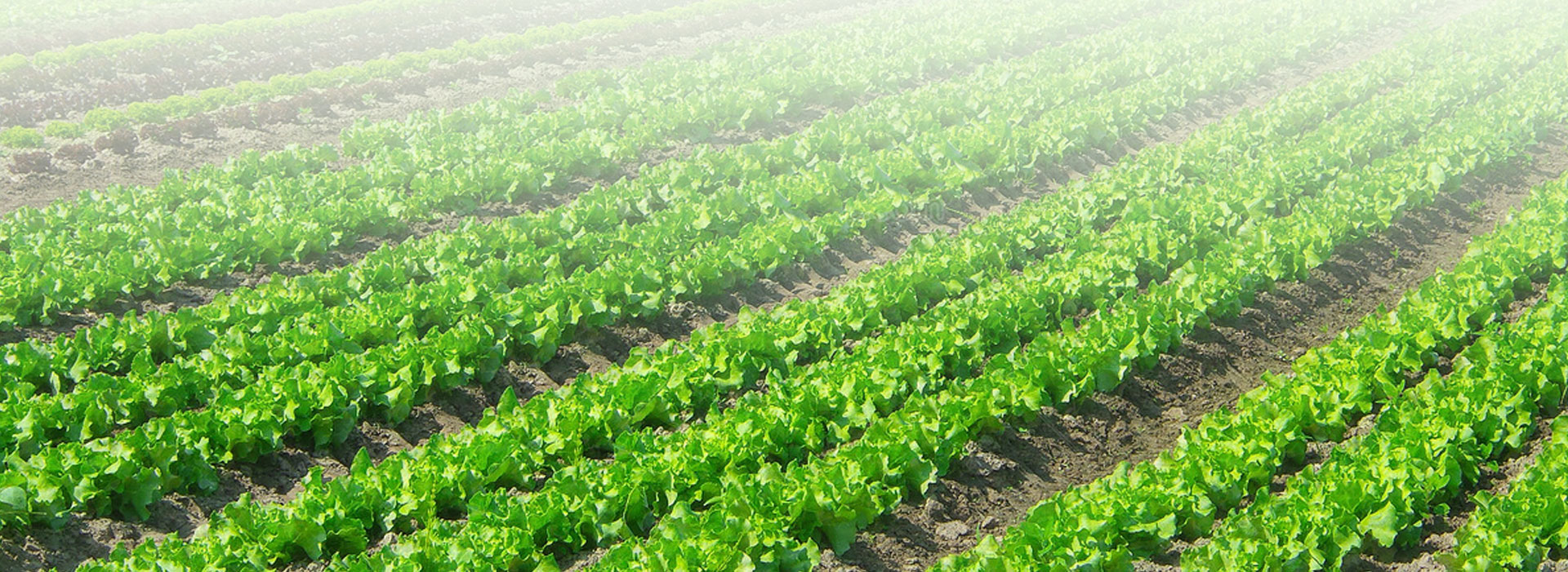 有机绿色蔬菜的最新标准