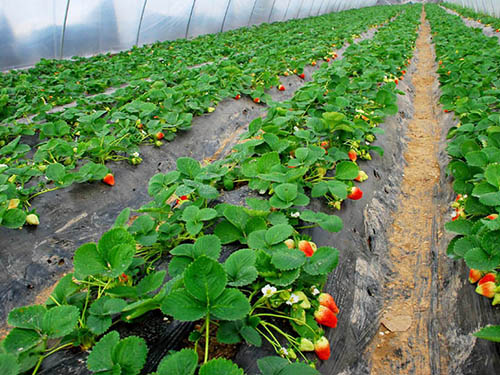 长安蔬菜批发，工厂蔬菜批发