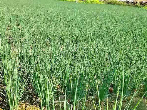 蔬菜种植基地