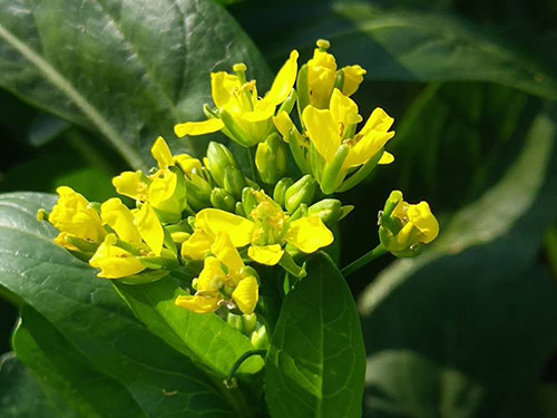 油菜