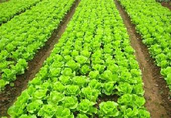 百润祥东莞蔬菜配送公司教你了解蔬菜抗癌小知识
