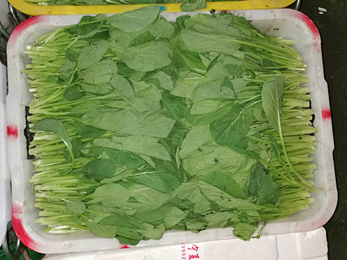 油菜