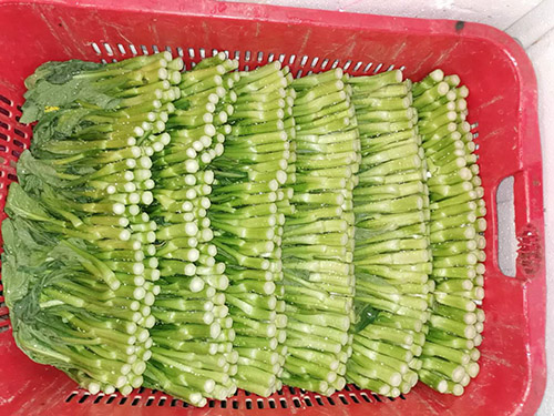 菜心