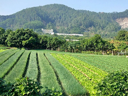 菜园
