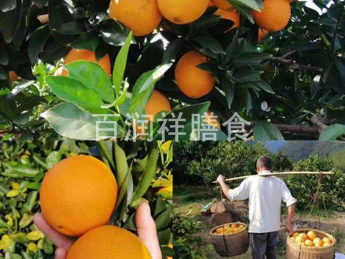 酒楼蔬菜配送橙子选购技巧及剥皮技巧？