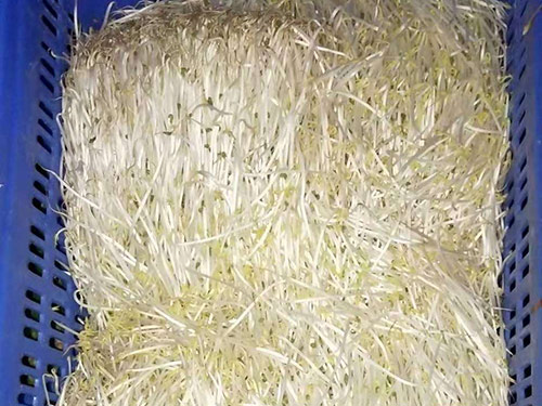 粮油配送中心豆芽有哪些营养价值？