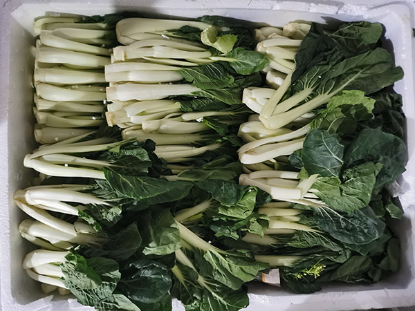 蔬菜配送给你介绍一下什么是奶白菜？
