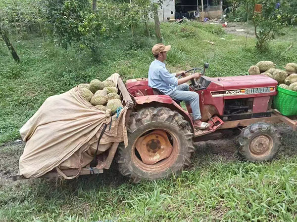 榴蓮采摘