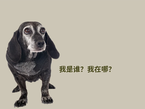 犬认知障碍综合征