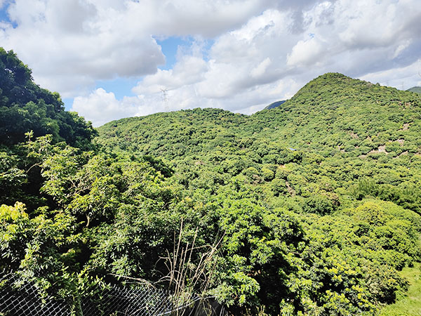 山頂荔枝園