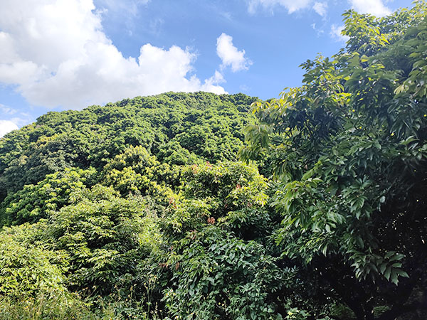 山頂荔枝園