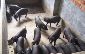 博罗工厂饭堂承包新鲜猪肉配送