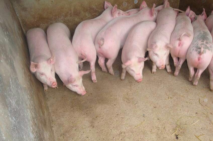 东莞食堂新鲜猪肉配送