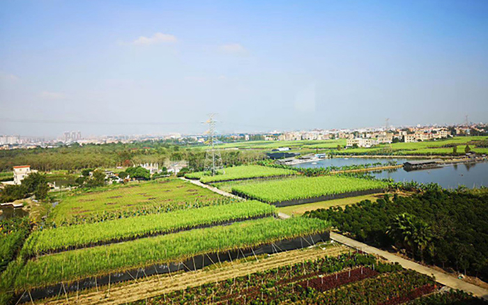 蔬菜基地