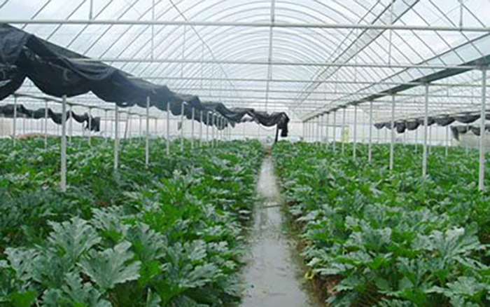 园洲工厂饭堂承包 学校有机蔬菜配送
