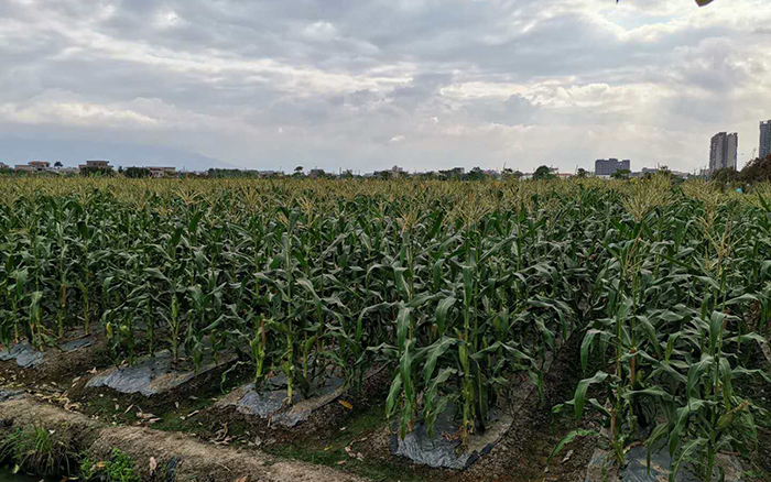 东莞市食堂承包 工厂蔬菜配送上门
