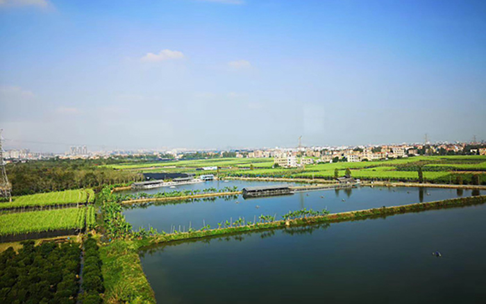 中味蔬菜基地