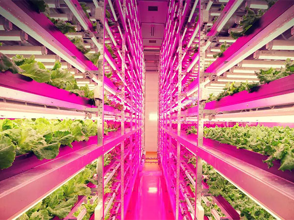LED植物补光灯行业报告：市场格局、驱动因素与发展机遇