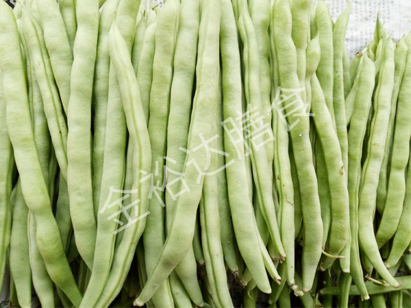 大朗蔬菜批发介绍一下四季豆有什么家常热门做法？