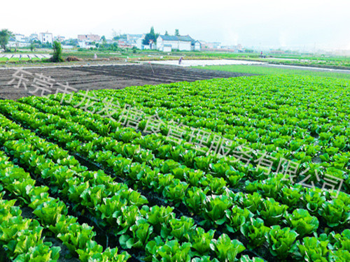 新鲜蔬菜基地