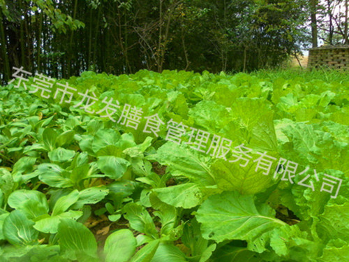 蔬菜种植